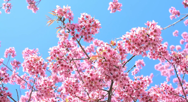 雲南永德:冬櫻花悄然盛放