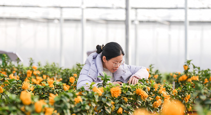 浙江金华:青年返乡 佛手飘香