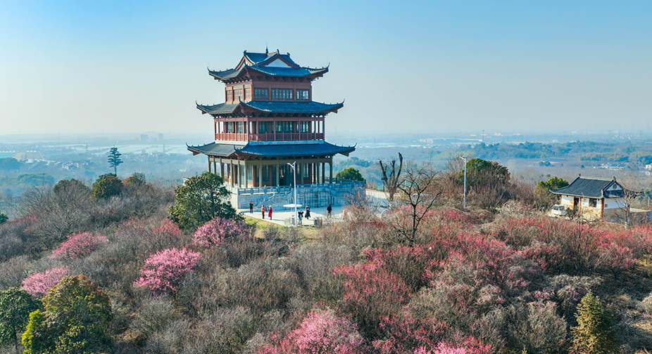 江苏南京：梅花绽放迎客来