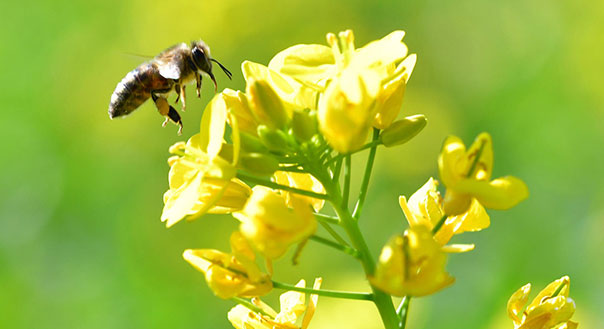 云南罗平：油菜花开