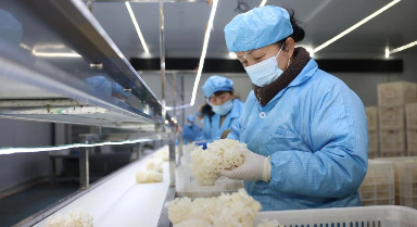 “5G智慧微工厂”培育“订单菌菇”