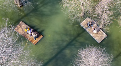 江苏沭阳：春游水杉林