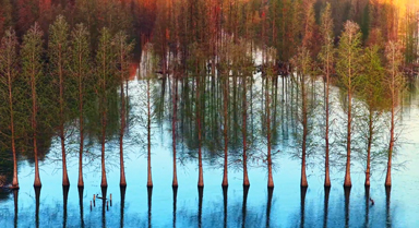 云南滇池湿地梳新妆 一镜春色入画来