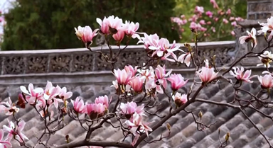 400岁古旱莲盛开有多美