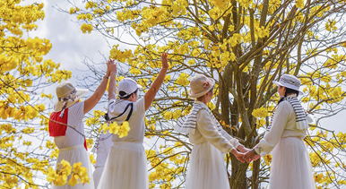 广西南宁：黄花风铃木盛开