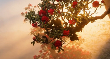 雾锁漾濞，金光穿雾花如梦