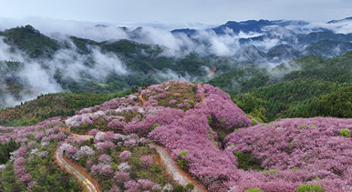 櫻花綻放激活“春日經濟”