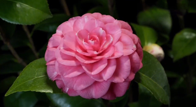 延時看山茶花溫柔綻放