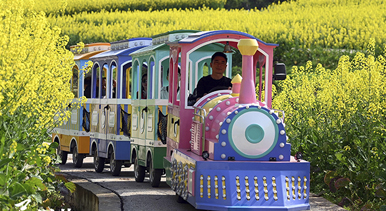 四川蓬安：油菜花開引客來