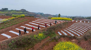 四川榮縣：樂德紅土地 春日調色板