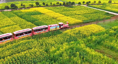 好夢幻！看油菜花開美若海