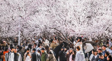 呼和浩特：青城桃花开
