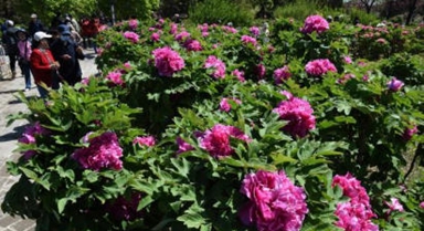 北京圆明园：谷雨赏牡丹