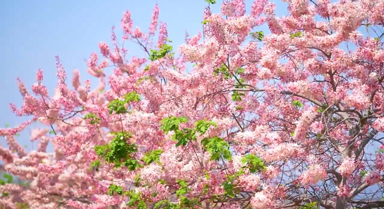 云南石屏神黄豆花盛放