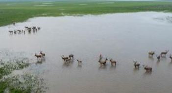 長江故道 麋鹿天堂