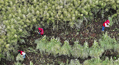 四川仁寿：田间助农服务队