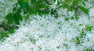 武汉一株约200岁流苏古树开花