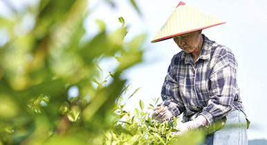 安徽铜陵:初夏采茶