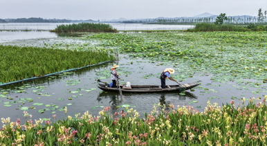 湖北浠水:策湖湿地护清波