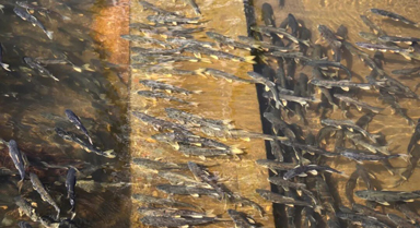 青海湖：万鱼竞渡 画面震撼