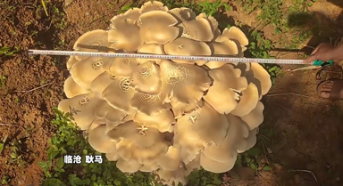 云南耿马发现54.7公斤巨大口蘑