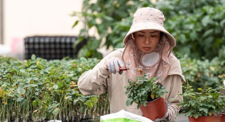 花开玉溪 产业向新