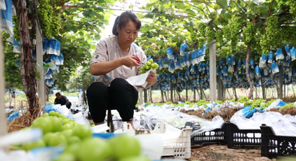 金秋葡萄熟 果农采收忙