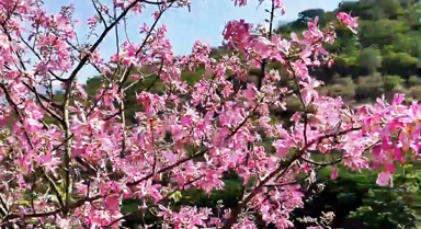 红河谷异木棉盛开如粉色云霞